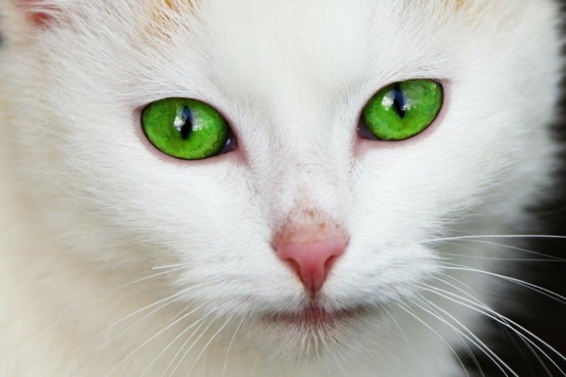 Co decyduje o kolorze oczu kociaka?