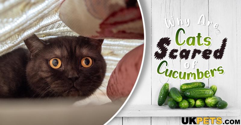 Dlaczego koty boją się ogórków? 2 powody i wskazówki