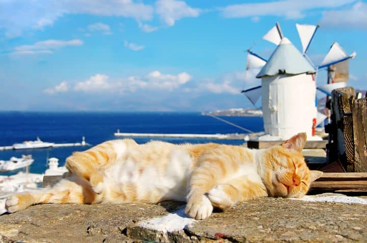 Dlaczego w Grecji jest tak wiele kotów? Historia i fakty