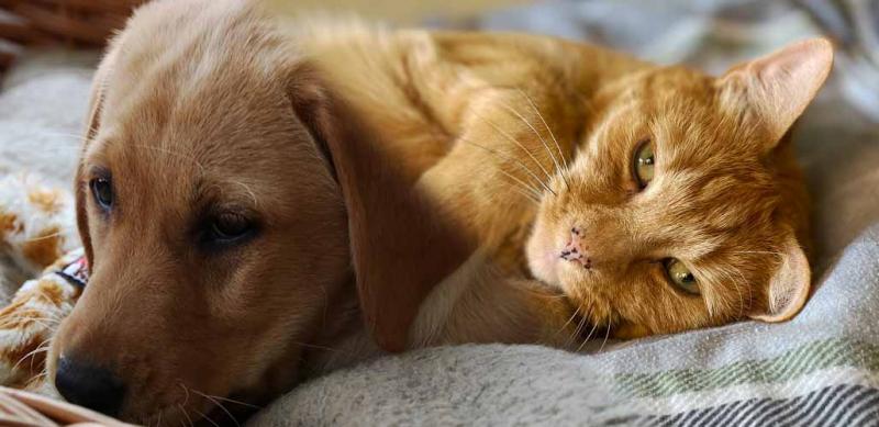 Czy koty nienawidzą psów? Fakty i mity wyjaśnione