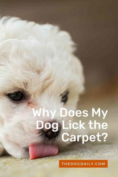 7 medycznych powodów, dla których psy liżą dywan
