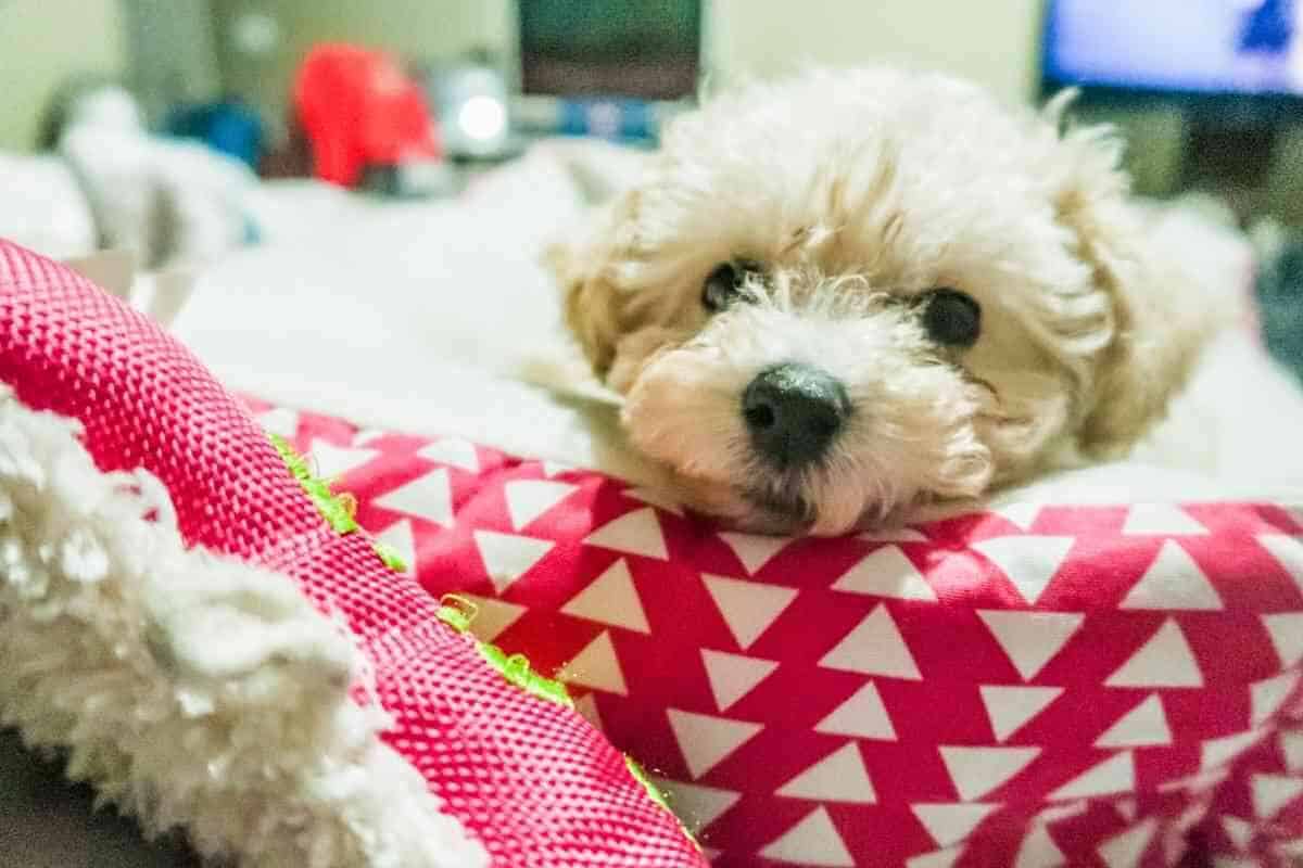 8 powodów, dla których Twój maltańczyk tak bardzo Cię liże i jak temu zapobiec