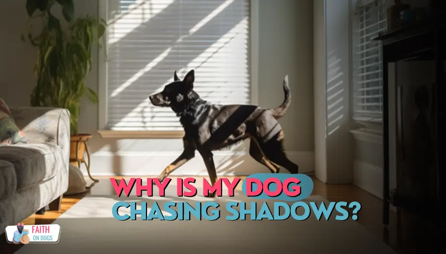 Dlaczego psy gonią cienie? Sprawdzone przez weterynarzy wyjaśnienie instynktu i zachowania