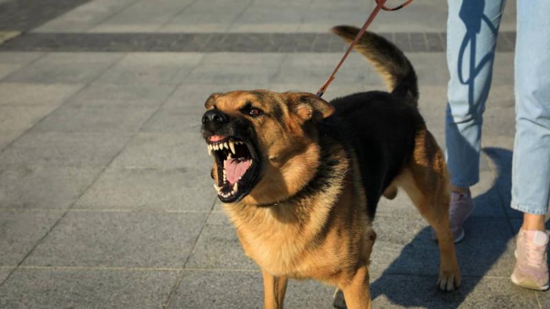 Zrobić: Poproś psa o zachowanie niezgodne ze szczekaniem
