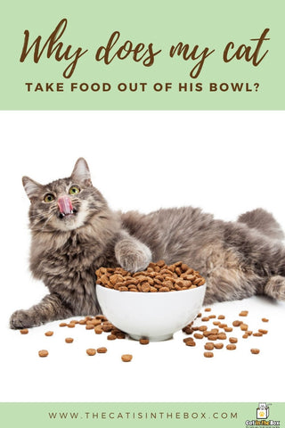 Dlaczego mój kot wyjmuje jedzenie z miski? 4 najczęstsze powody