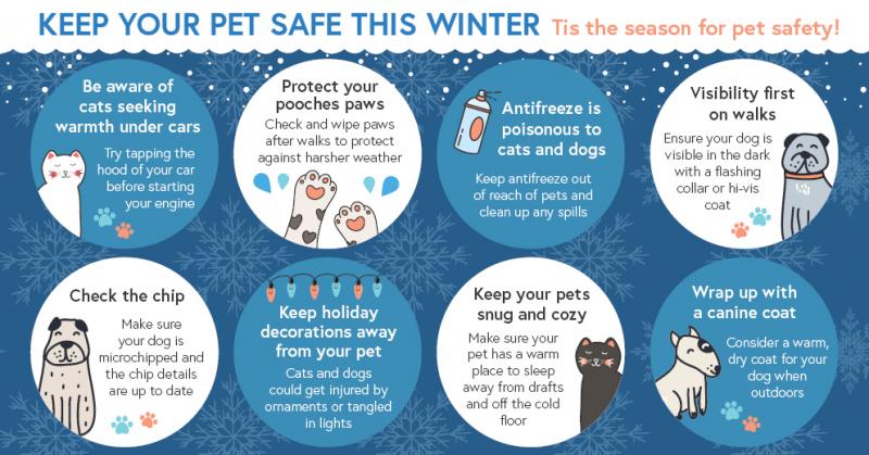 10 zimowych porad dotyczących bezpieczeństwa kotów