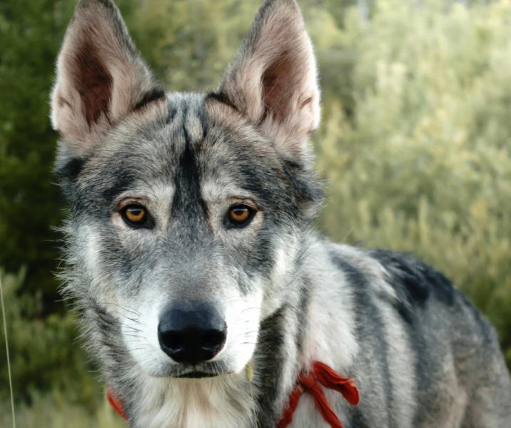 14 ras psów, które wyglądają jak wilki (ze zdjęciami)
