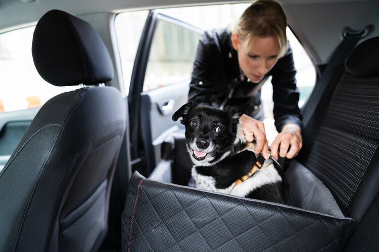 Jak podróżować samochodem z psem: 10 zatwierdzonych przez weterynarza wskazówek dotyczących bezpieczeństwa i komfortu