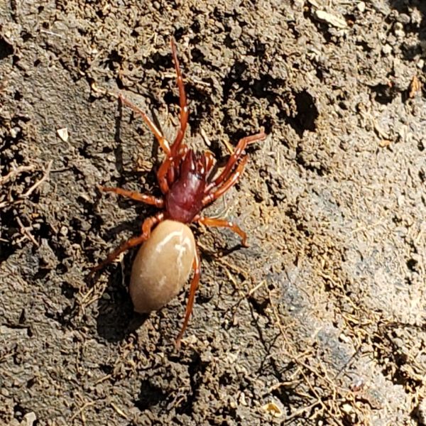 6. Woodlouse Hunter Spider