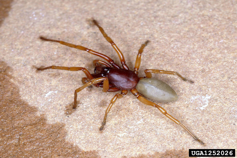 7. Woodlouse Spider