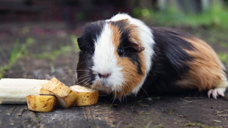 Czy świnki morskie mogą jeść skórki bananów?