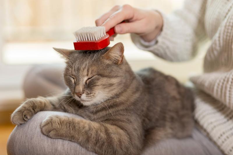 5 kroków do czyszczenia kociego nosa