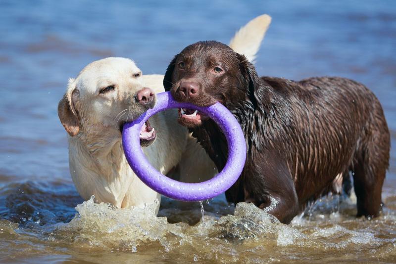 Czy długowłosy labrador retriever jest dobrym zwierzęciem domowym?