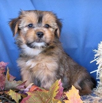 Charakterystyka Yorkie Apso