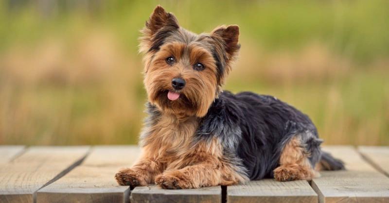 9. Najmniejszym psem, jakiego kiedykolwiek zarejestrowano, był Yorkshire Terrier