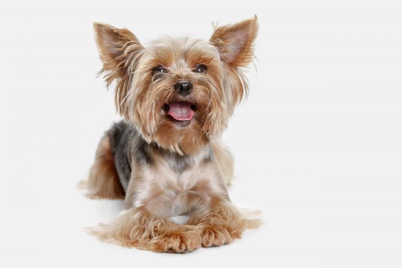 Rasa psów Yorkshire Terrier: zdjęcia, cechy, pielęgnacja i więcej!