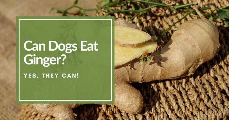 Czy psy mogą jeść imbir? Zatwierdzone przez weterynarza korzyści, ryzyko i często zadawane pytania