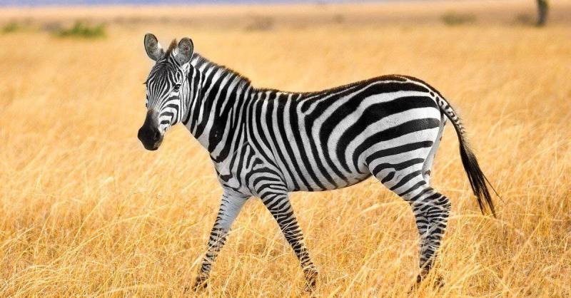 Czy konie i zebry są spokrewnione? Fakty i różnice