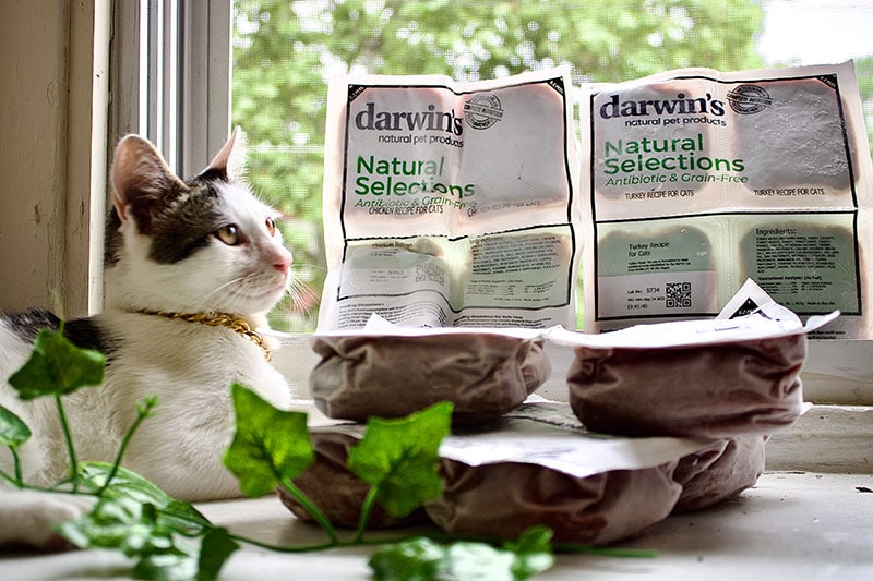 Darwin's Raw Cat Food Review 2024: Plusy, minusy, werdykt i najczęściej zadawane pytania