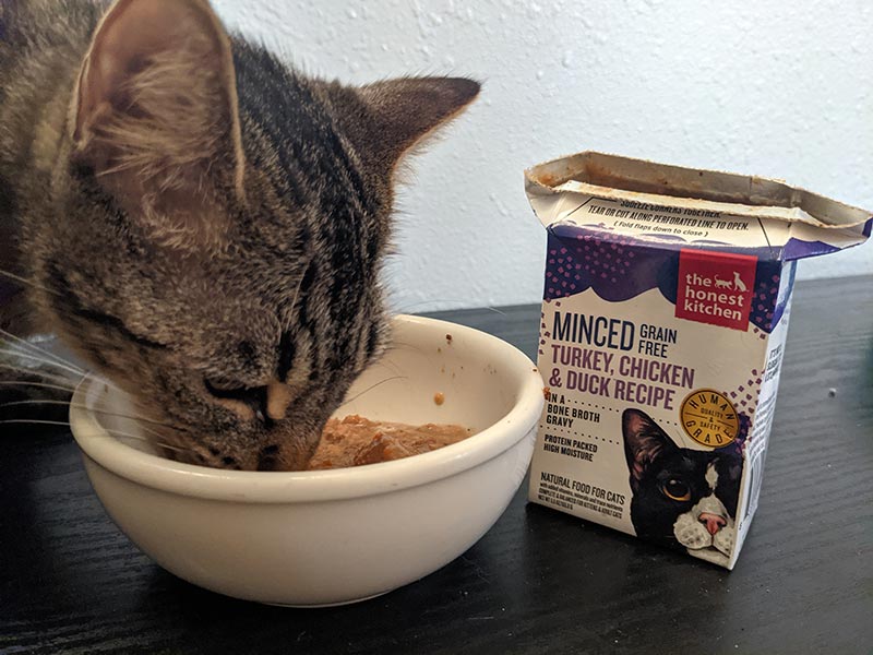 Recenzja karmy The Honest Kitchen Cat Food 2024: Plusy, minusy i opinia eksperta