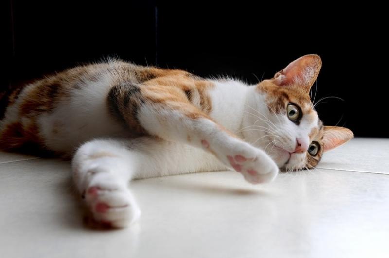1. Przyczyny ataksji proprioceptywnej u kotów obejmują:
