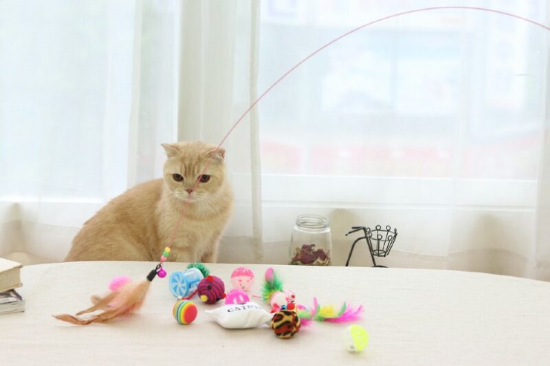6 rodzajów zabawek dla kotów i jak ich używać (ze zdjęciami)
