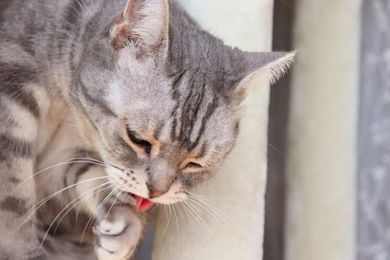 Toksyczność czosnku u kotów: Zatwierdzone przez weterynarza przyczyny i opcje leczenia