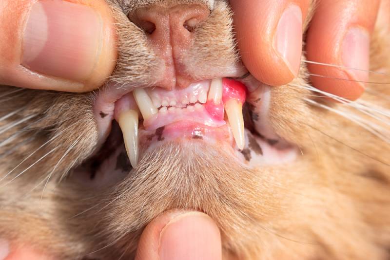 Czy szczenięta rodzą się z zębami?