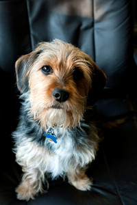 Borkie (Yorkshire Terrier & Beagle Mix): Informacje, zdjęcia i pielęgnacja