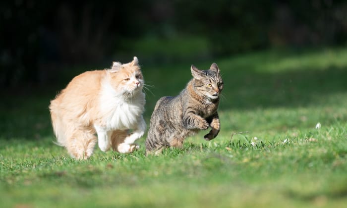 4 powody, dla których twój kot dostaje Zoomies