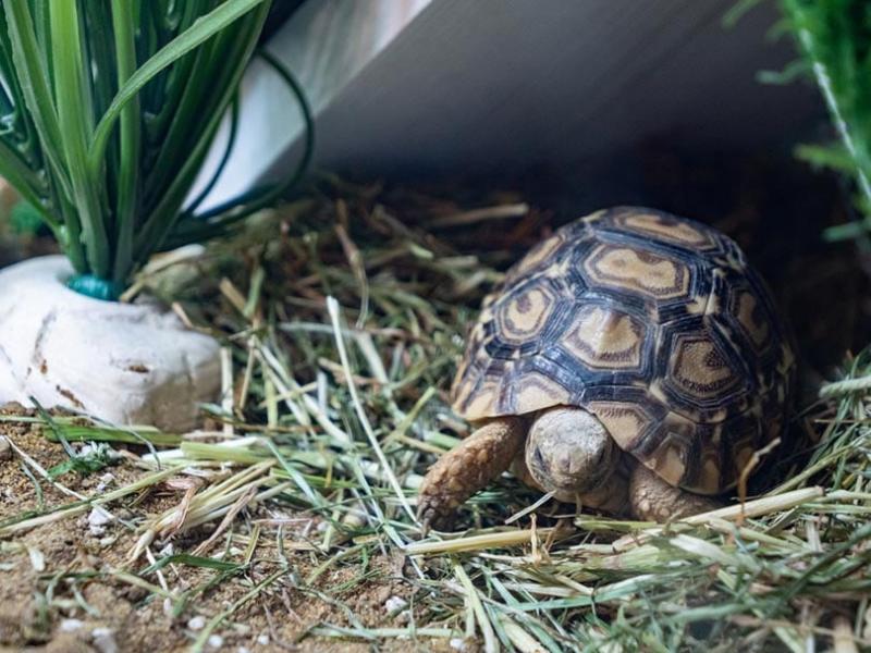 5 najlepszych podłoży dla żółwi Sulcata w 2024 roku - recenzje i najlepsze propozycje