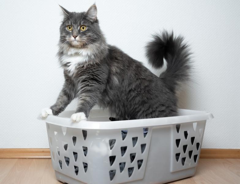 Dlaczego twój kot sika do kosza na pranie: 6 prawdopodobnych powodów