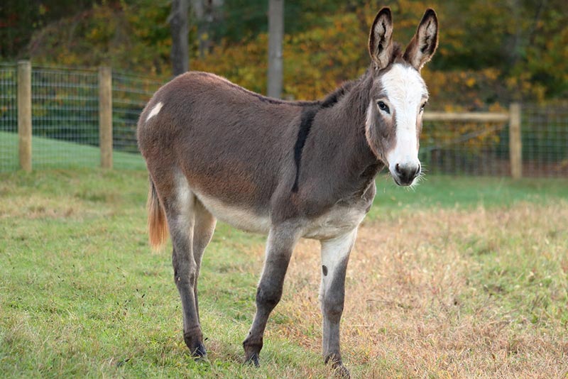 Wysoka zawartość białka