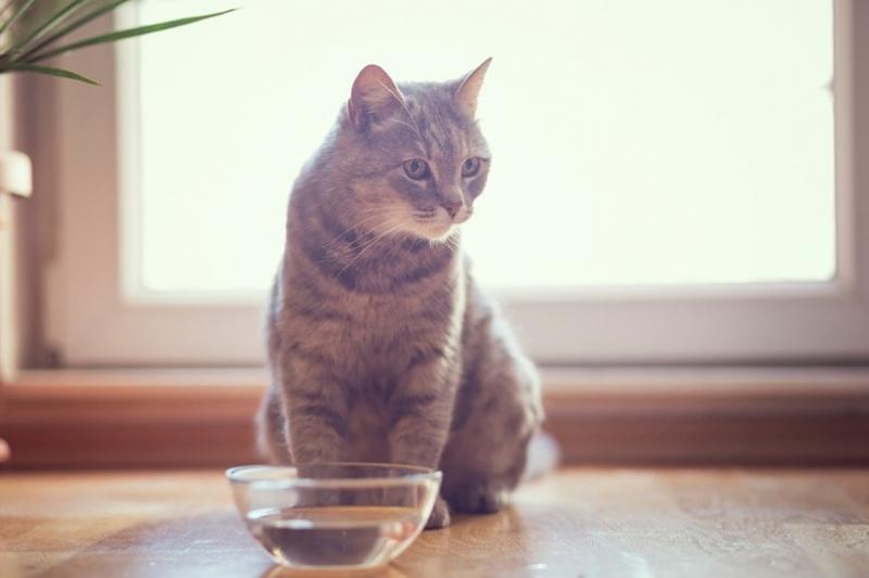 Jakie korzyści płyną z picia wody przez koty i psy?