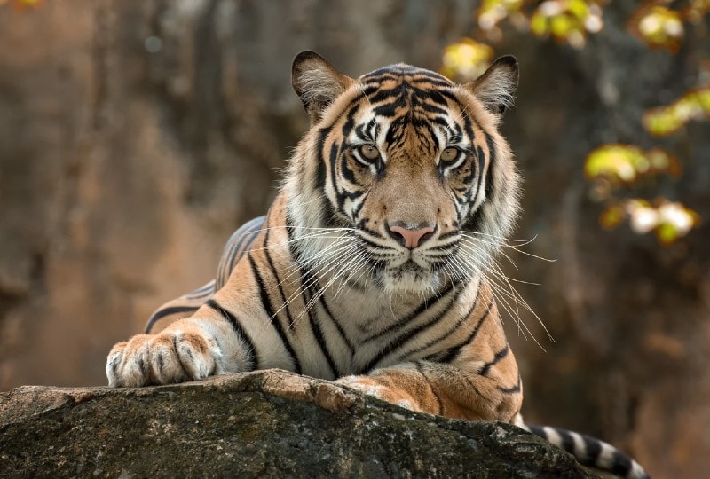 Jaki jest tygrysi odpowiednik mruczenia?
