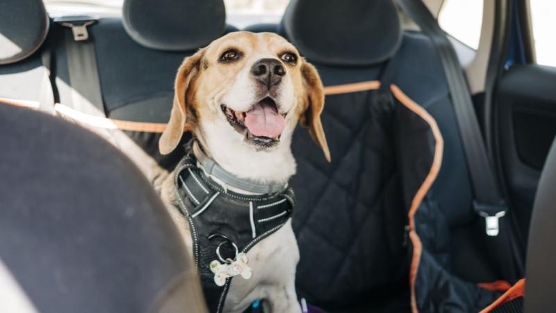 10 najlepszych pasów bezpieczeństwa dla psów w 2024 roku - recenzje i najlepsze propozycje