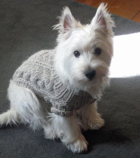 Rzeczy, które warto wiedzieć, posiadając Westie Corgi Mix: