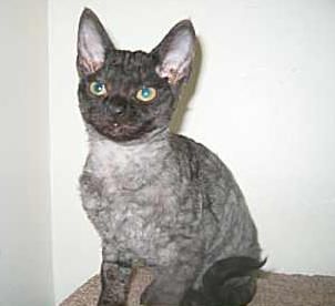 Czy Devon Rex jest hipoalergiczny?