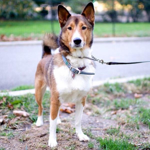 Szczenięta rasy Akita Collie Mix