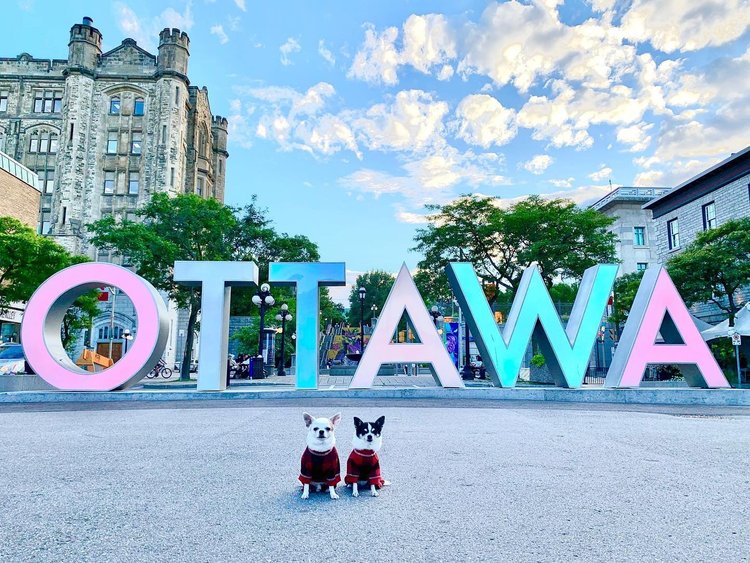 Jedną z najlepszych przyjaznych psom plaż w Ottawie jest Britannia Beach. Położona wzdłuż rzeki Ottawa plaża oferuje szeroką, piaszczystą linię brzegową, na której pies może kopać i bawić się do woli. Spokojne wody są idealne do spokojnego pływania lub gry w aportowanie, a są tu nawet wyznaczone obszary poza smyczy, gdzie pies może spotykać się z innymi futrzastymi przyjaciółmi.