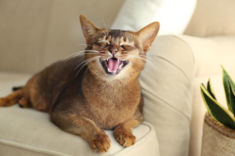 11 powodów, dla których Twój kot nagle dużo miauczy