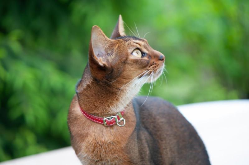 10 fascynujących faktów o kotach abisyńskich, których nigdy nie znałeś