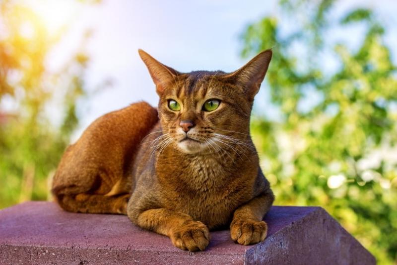 Fakty dotyczące Maine Coon: 