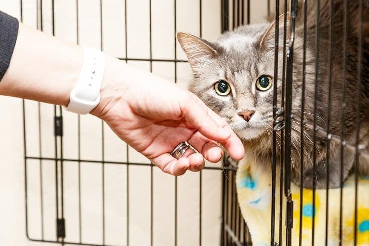 Szacunkowe koszty szczepień kotów