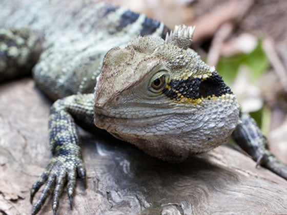 Australijski smok wodny: Fakty, informacje i przewodnik pielęgnacji (ze zdjęciami)