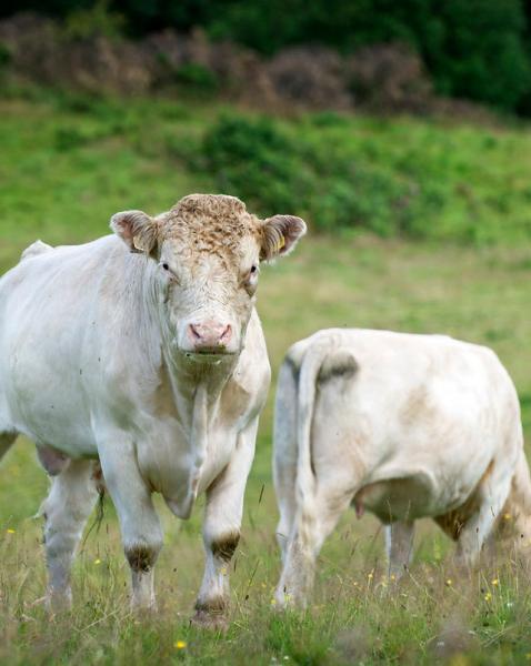 Whitebred Shorthorn Cattle: Zdjęcia, fakty, zastosowania, pochodzenie i charakterystyka