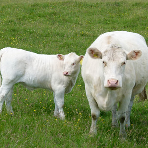 Whitebred Shorthorn Cattle Origins