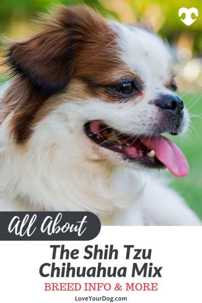 ShiChi Dog (Chihuahua & Shih-Tzu Mix): Zdjęcia, kompletny przewodnik, informacje, pielęgnacja i więcej!