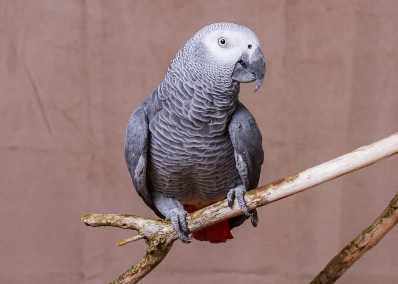 Papuga afrykańska szara: informacje, fakty, zdjęcia i przewodnik pielęgnacji