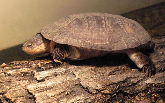 Żółw afrykański szylkretowy - przegląd